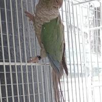 Conuro Guance verdi (Pyrrura)