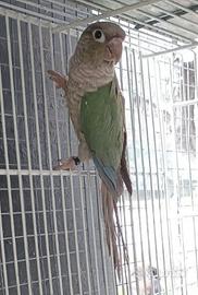 Conuro Guance verdi (Pyrrura)