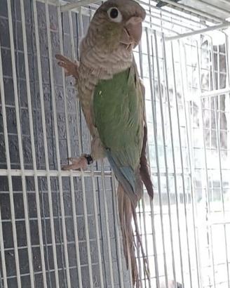 Conuro Guance verdi (Pyrrura)