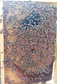 Sciami nuclei di api