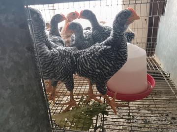 Galline 