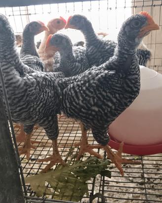 Galline 