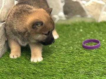 Shiba inu