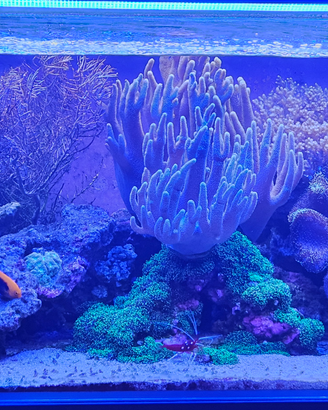 Acquario marino