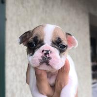 Bulldog francese