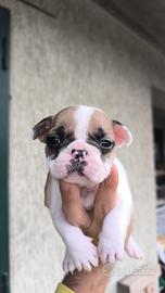 Bulldog francese
