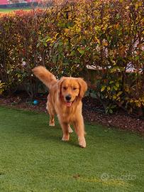 Golden retriever per accoppiamento monta