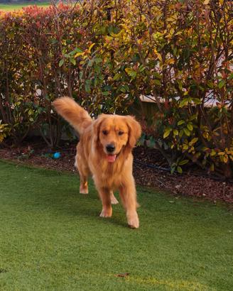 Golden retriever per accoppiamento monta