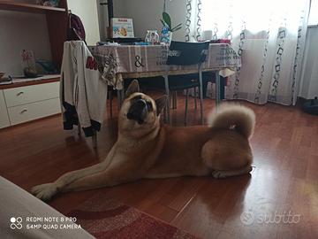 Akita americano