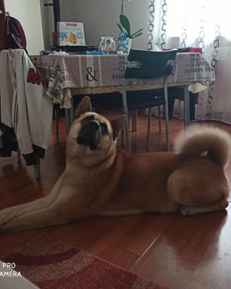 Akita americano