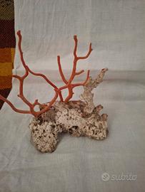 piantine di corallo sardo