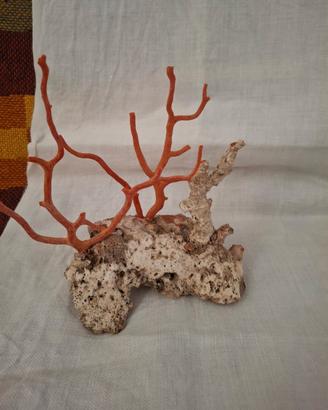 piantine di corallo sardo