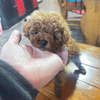 Barboncino mini toy red brown