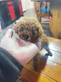 Barboncino mini toy red brown