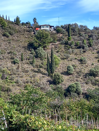 Tre porzioni di terreno zona San Giovanni- Sanremo