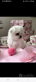 Cucciolo Maltipoo mini toy da borsetta