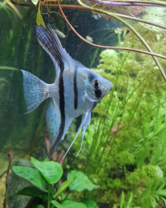 Scalare Ciclide