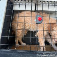 Cane avviato al tartufo