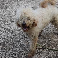 Duplo barbone tg media di 2 anni in adozione