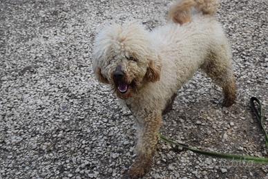 Duplo barbone tg media di 2 anni in adozione