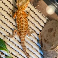 Vendita pogona