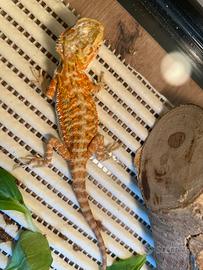 Vendita pogona