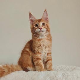 3 Cuccioli MaineCoon con Pedigree WCF