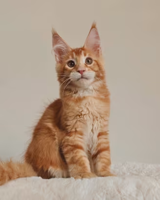 3 Cuccioli MaineCoon con Pedigree WCF