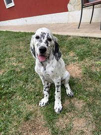 Setter Inglese
