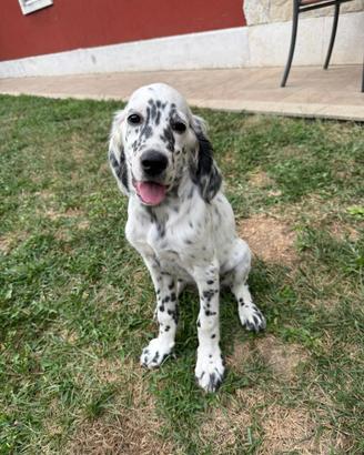 Setter Inglese