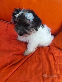 Yorkshire terrier biewer