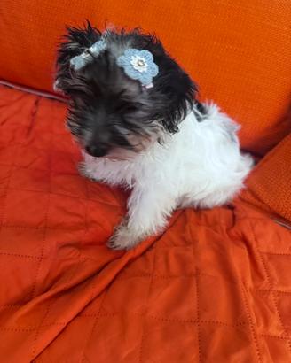 Yorkshire terrier biewer