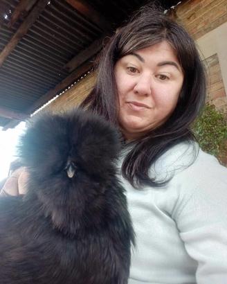 Silkie Moroseta Linea Americana