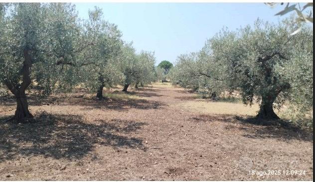 Tribunale di Marsala - RG 66/2025 Terreno in asta - Vista 2
