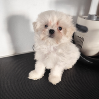 Maltese con pedigree