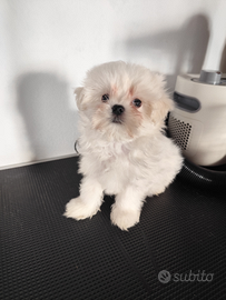 Maltese con pedigree