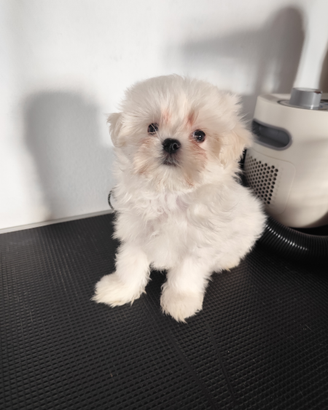Maltese con pedigree