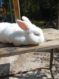 Conigli Nuova Zelanda