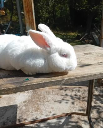 Conigli Nuova Zelanda