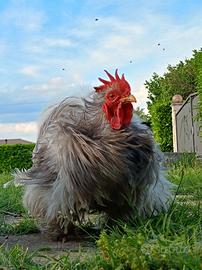 Gallo