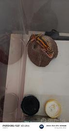 Geco leopardino Firebold
