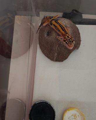 Geco leopardino Firebold