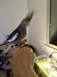 Calopsite allevati a mano