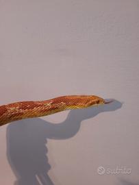 Serpente del grano albino( Pantherophis guttatus )