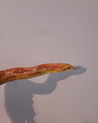 Serpente del grano albino( Pantherophis guttatus )