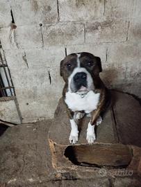 Pitt bull x riproduzione