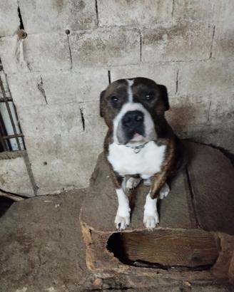 Pitt bull x riproduzione