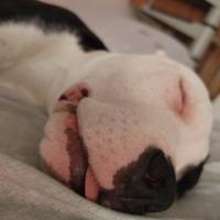 Pitbull American bully