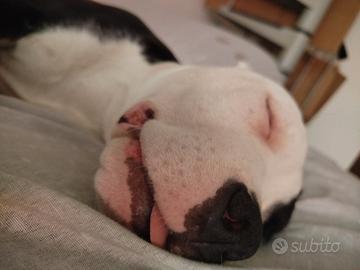 Pitbull American bully