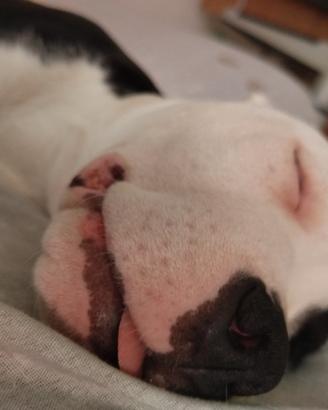 Pitbull American bully